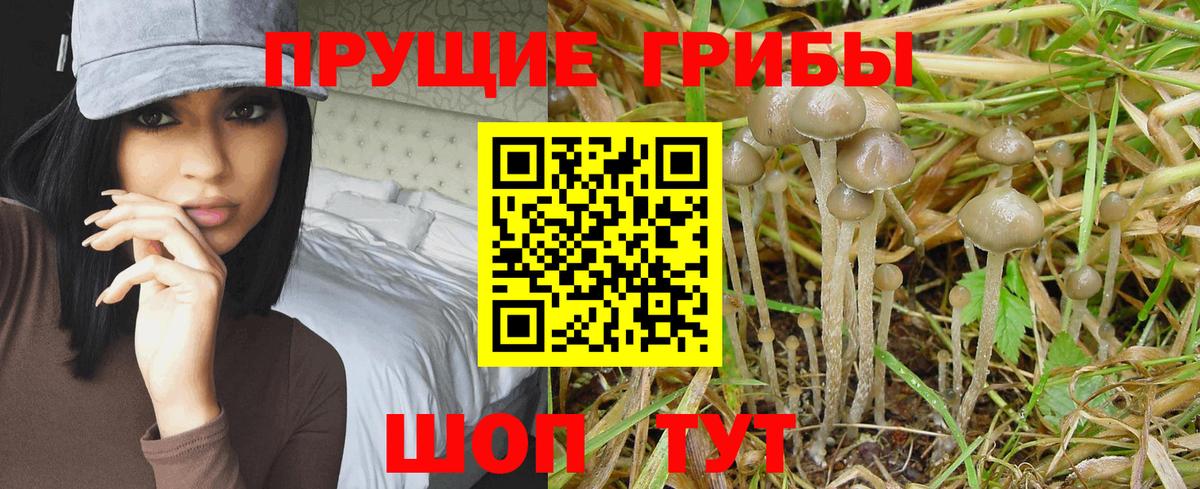 Галлюциногенные грибы GOLDEN TEACHER Татарск